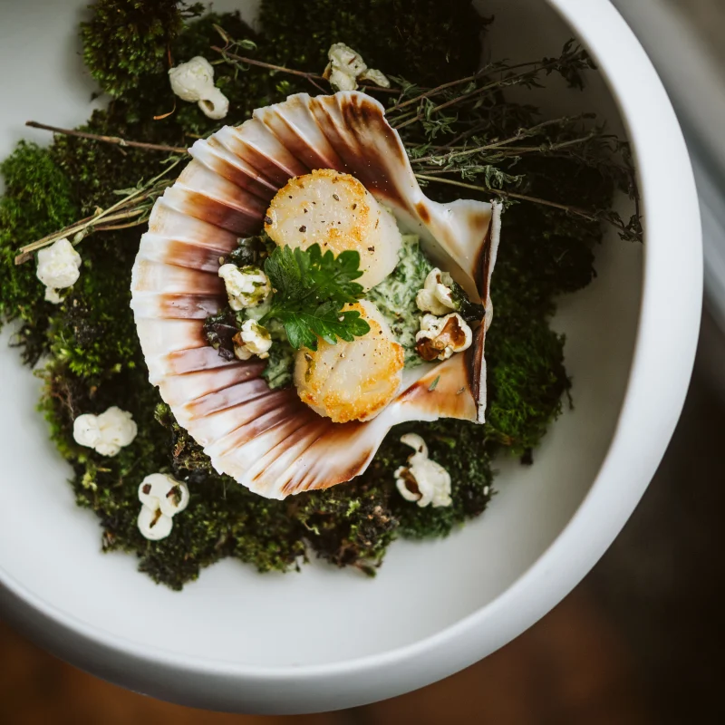 Deux noix de Saint-Jacques dorées dans leur coquille sur crème verte, persil et grains de pop corn, sur un lit de mousse