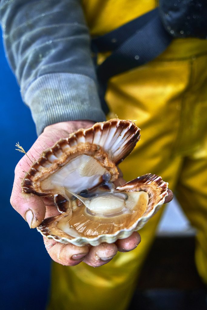 Vidéo : ouvrir des coquilles Saint-Jacques