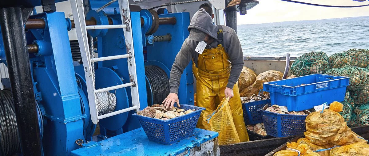 Pêcheur en ciré triant les coquilles à la main dans un panier, sur le pont du bateau en mer