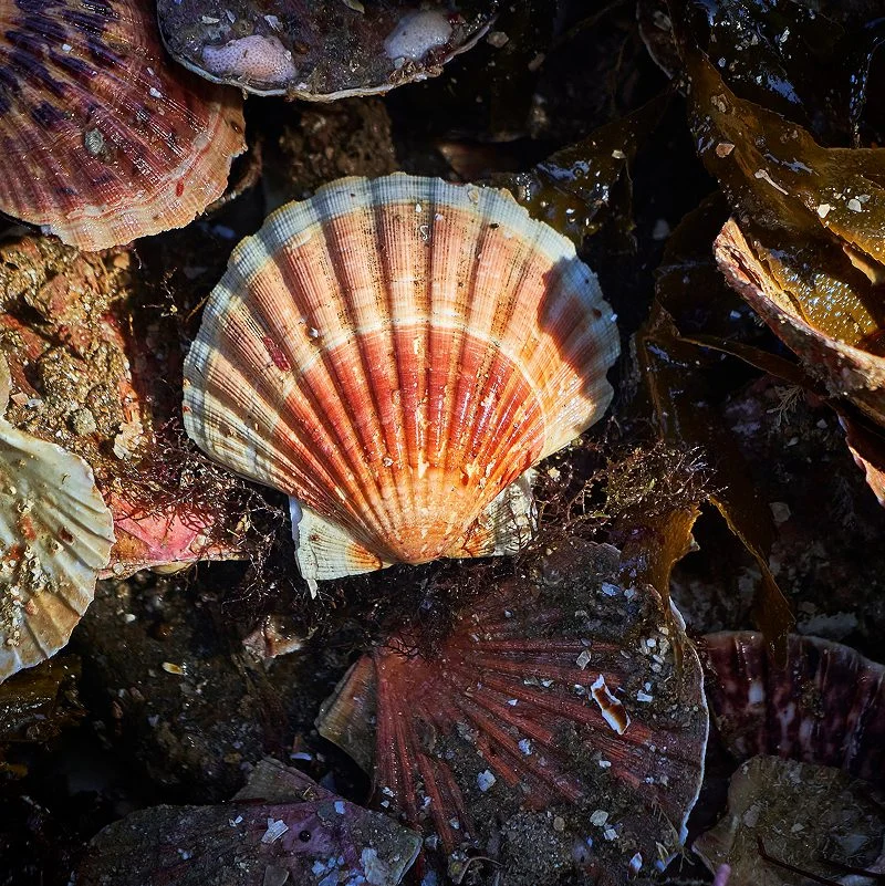 Coquilles Saint-Jacques fermées sur un lit d'algues, valves rouges et crème