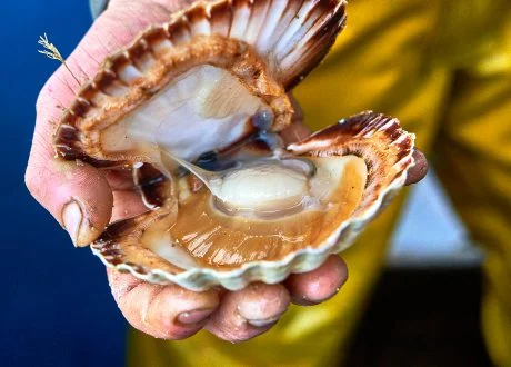 Coquille Saint-Jacques ouverte dans la main d'un pêcheur en ciré, sur sa noix blanche