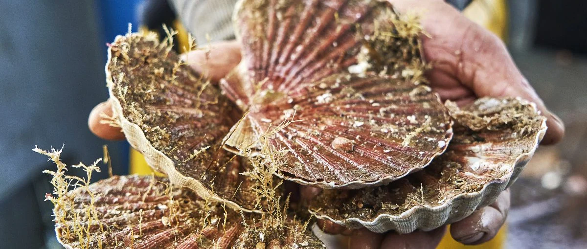 Coquilles Saint-Jacques couvertes d'algues, tenues à pleines mains