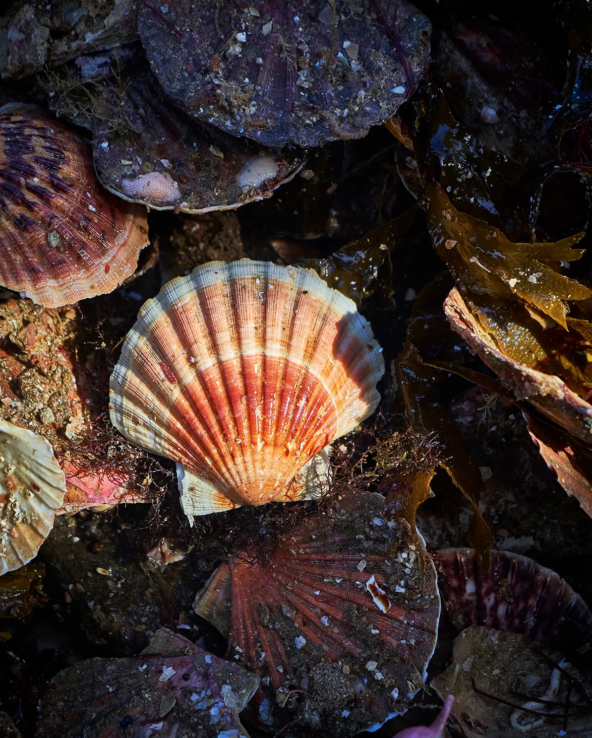 Coquille Saint-Jacques aux rayures orangées et crème, éclairée au milieu d'autres coquilles plus sombres et d'algues brunes, encore mouillées.