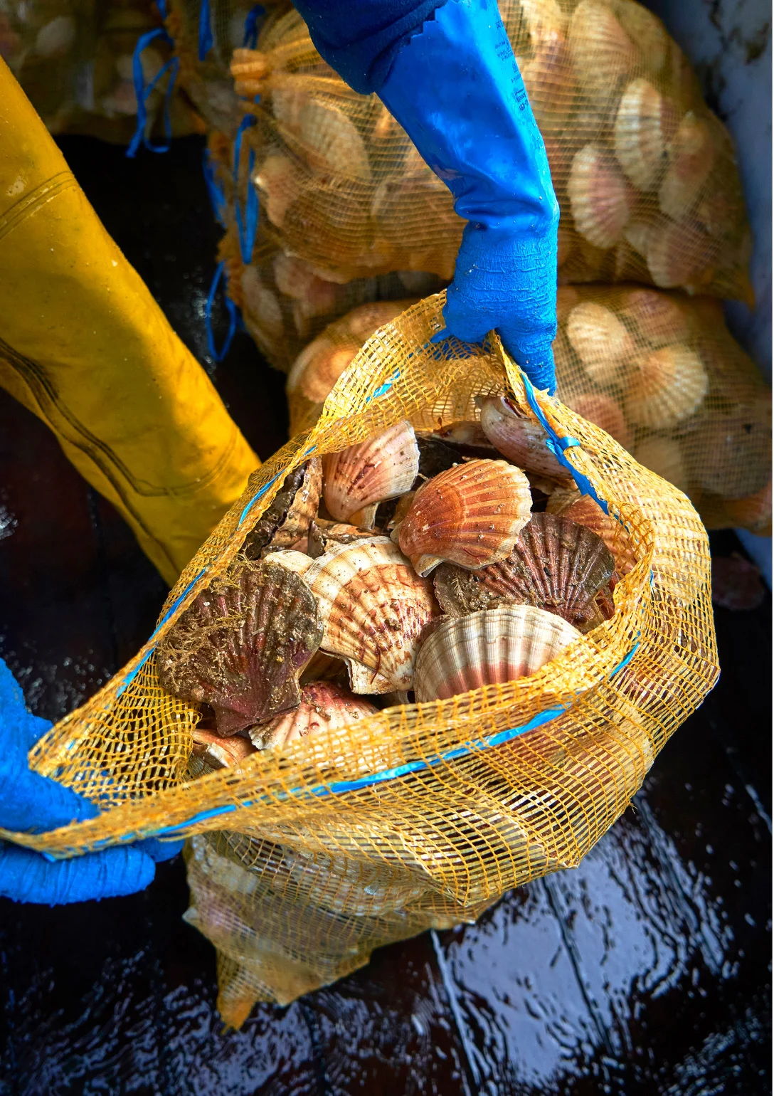 Pêcheur tenant un sac de coquilles Saint-Jacques fraîchement débarquées sur le pont du bateau